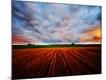 Photographic Print