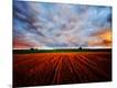 Photographic Print