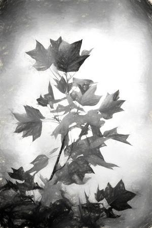 Illustration with a large black-and-white maple leaf on a white