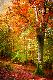 Premium Photographic Print