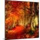 Photographic Print