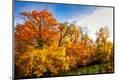 Photographic Print
