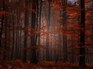 Spiritual Wood by Philippe Sainte-Laudy