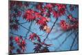 Photographic Print