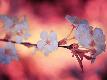 Premium Photographic Print