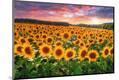 Photographic Print