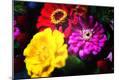 Photographic Print