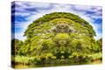 Stretched Canvas Print