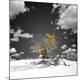 Premium Photographic Print