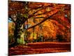 Premium Photographic Print