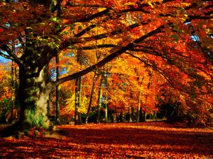 The Tree by Philippe Sainte-Laudy