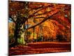 Photographic Print