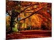 Photographic Print