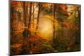 Photographic Print