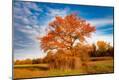 Photographic Print