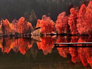 Trees Vs Trees by Philippe Sainte-Laudy