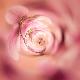Premium Photographic Print