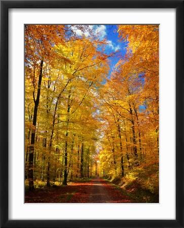 Tableau Toile Art Déco Forêt D'Automne Au Coucher De Soleil Doré - Encadré - Plusieurs Tailles