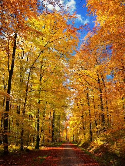 Premium Photographic Print, , large
