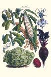 Vegetables; Rhubard, Carrot, Onion, Turnip-Philippe-Victoire Leveque de Vilmorin-Art Print