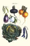Vegetables; Cucumber, Cabbage, Eggplant, Potato, and Beet-Philippe-Victoire Leveque de Vilmorin-Art Print