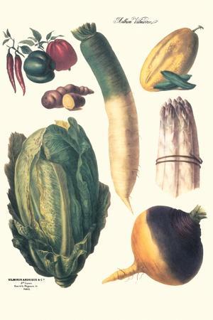 Vilmorin Fruit & Vegetable Prints