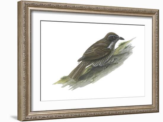 Philippine Creeper (Rhabdornis Inornatus), Birds-Encyclopaedia Britannica-Framed Art Print