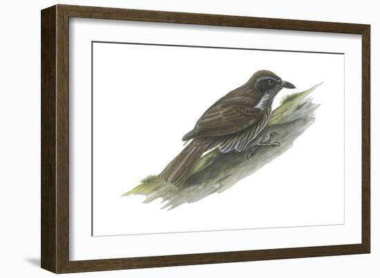 Philippine Creeper (Rhabdornis Inornatus), Birds-Encyclopaedia Britannica-Framed Art Print