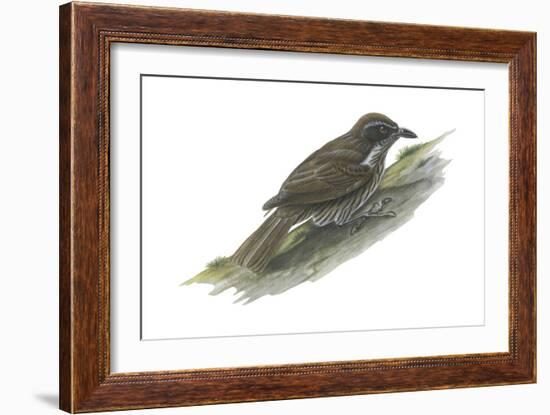 Philippine Creeper (Rhabdornis Inornatus), Birds-Encyclopaedia Britannica-Framed Art Print