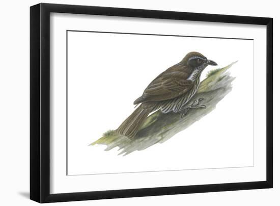 Philippine Creeper (Rhabdornis Inornatus), Birds-Encyclopaedia Britannica-Framed Art Print
