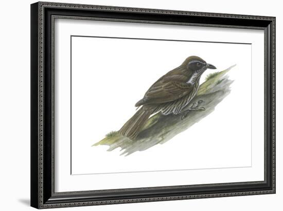 Philippine Creeper (Rhabdornis Inornatus), Birds-Encyclopaedia Britannica-Framed Art Print