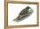 Philippine Creeper (Rhabdornis Inornatus), Birds-Encyclopaedia Britannica-Framed Stretched Canvas