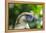 Philippine Eagle, Davao, Mindanao, Philippines-Michael Runkel-Framed Premier Image Canvas