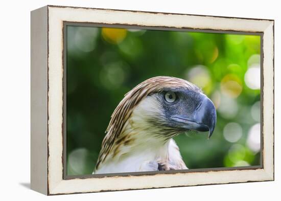 Philippine Eagle, Davao, Mindanao, Philippines-Michael Runkel-Framed Premier Image Canvas