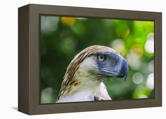 Philippine Eagle, Davao, Mindanao, Philippines-Michael Runkel-Framed Premier Image Canvas