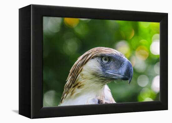 Philippine Eagle, Davao, Mindanao, Philippines-Michael Runkel-Framed Premier Image Canvas