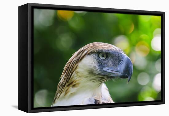 Philippine Eagle, Davao, Mindanao, Philippines-Michael Runkel-Framed Premier Image Canvas