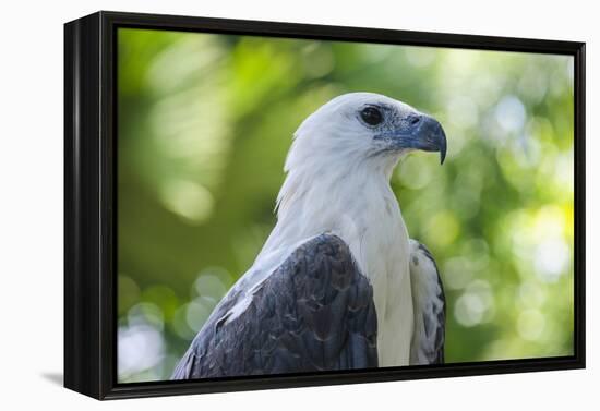 Philippine Eagle, Davao, Mindanao, Philippines-Michael Runkel-Framed Premier Image Canvas