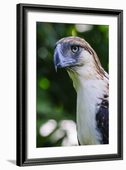 Philippine Eagle, Davao, Mindanao, Philippines-Michael Runkel-Framed Photographic Print