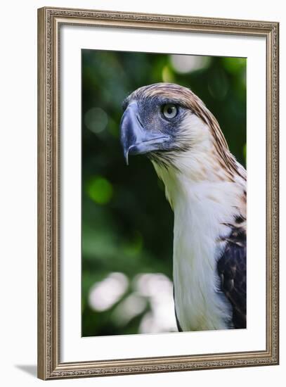 Philippine Eagle, Davao, Mindanao, Philippines-Michael Runkel-Framed Photographic Print