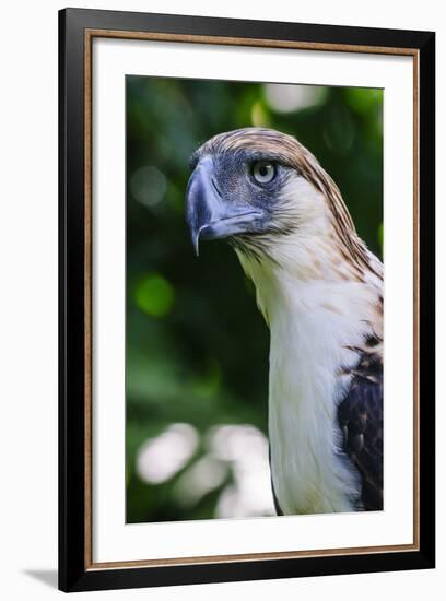 Philippine Eagle, Davao, Mindanao, Philippines-Michael Runkel-Framed Photographic Print