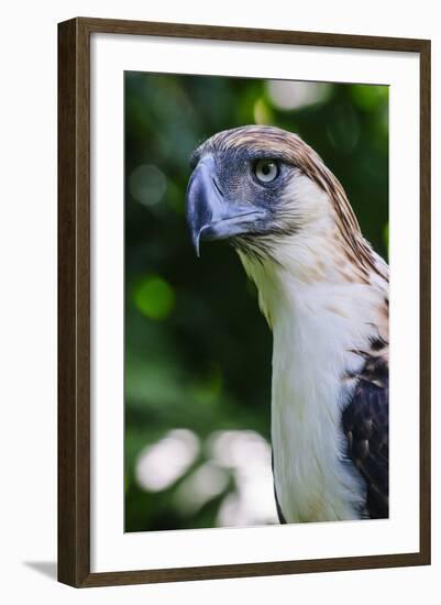 Philippine Eagle, Davao, Mindanao, Philippines-Michael Runkel-Framed Photographic Print