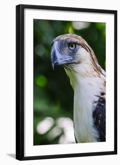 Philippine Eagle, Davao, Mindanao, Philippines-Michael Runkel-Framed Photographic Print