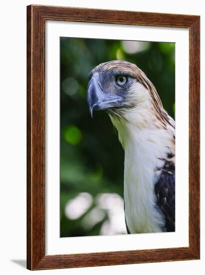 Philippine Eagle, Davao, Mindanao, Philippines-Michael Runkel-Framed Photographic Print