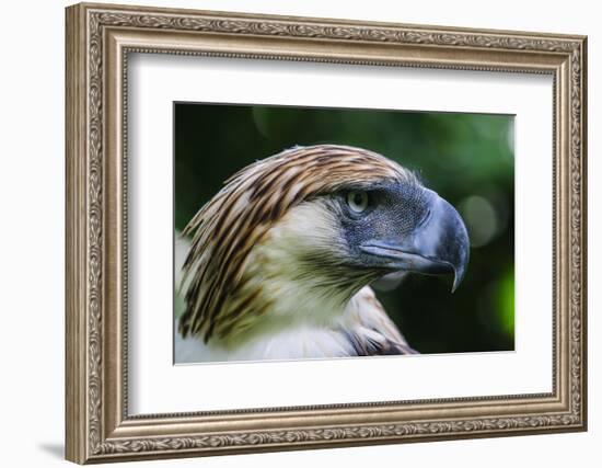 Philippine Eagle, Davao, Mindanao, Philippines-Michael Runkel-Framed Photographic Print