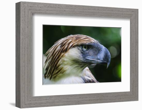 Philippine Eagle, Davao, Mindanao, Philippines-Michael Runkel-Framed Photographic Print