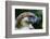 Philippine Eagle, Davao, Mindanao, Philippines-Michael Runkel-Framed Photographic Print