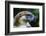 Philippine Eagle, Davao, Mindanao, Philippines-Michael Runkel-Framed Photographic Print