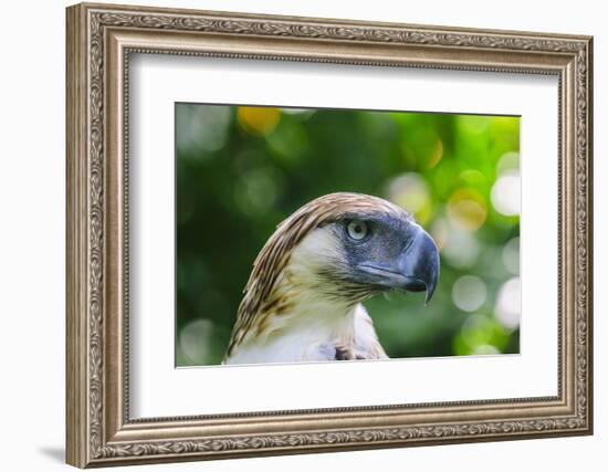 Philippine Eagle, Davao, Mindanao, Philippines-Michael Runkel-Framed Photographic Print