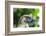 Philippine Eagle, Davao, Mindanao, Philippines-Michael Runkel-Framed Photographic Print